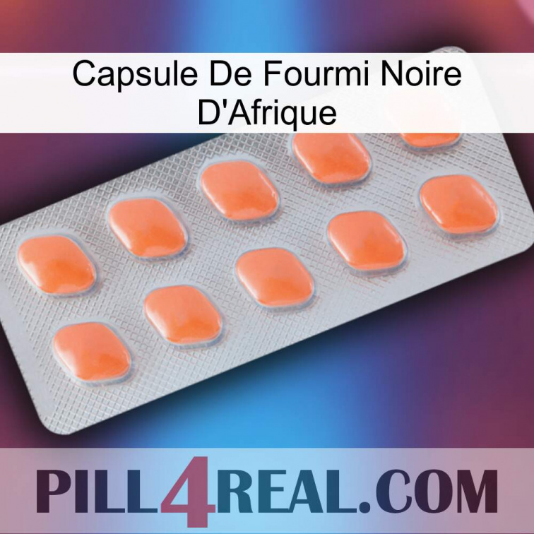 Africa Black Ant Capsule 26